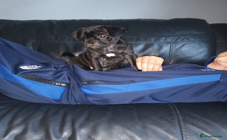 Frug dogs - Advert 1