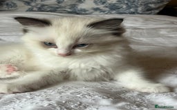 Ragdoll cats for sale: 🎀Beautiful Ragdoll kittens (TICA reg)🎀 - Image 12