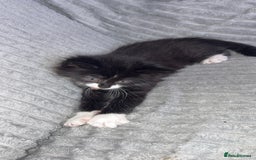 British Longhair cats for sale: Kitten for sale  - Image 7