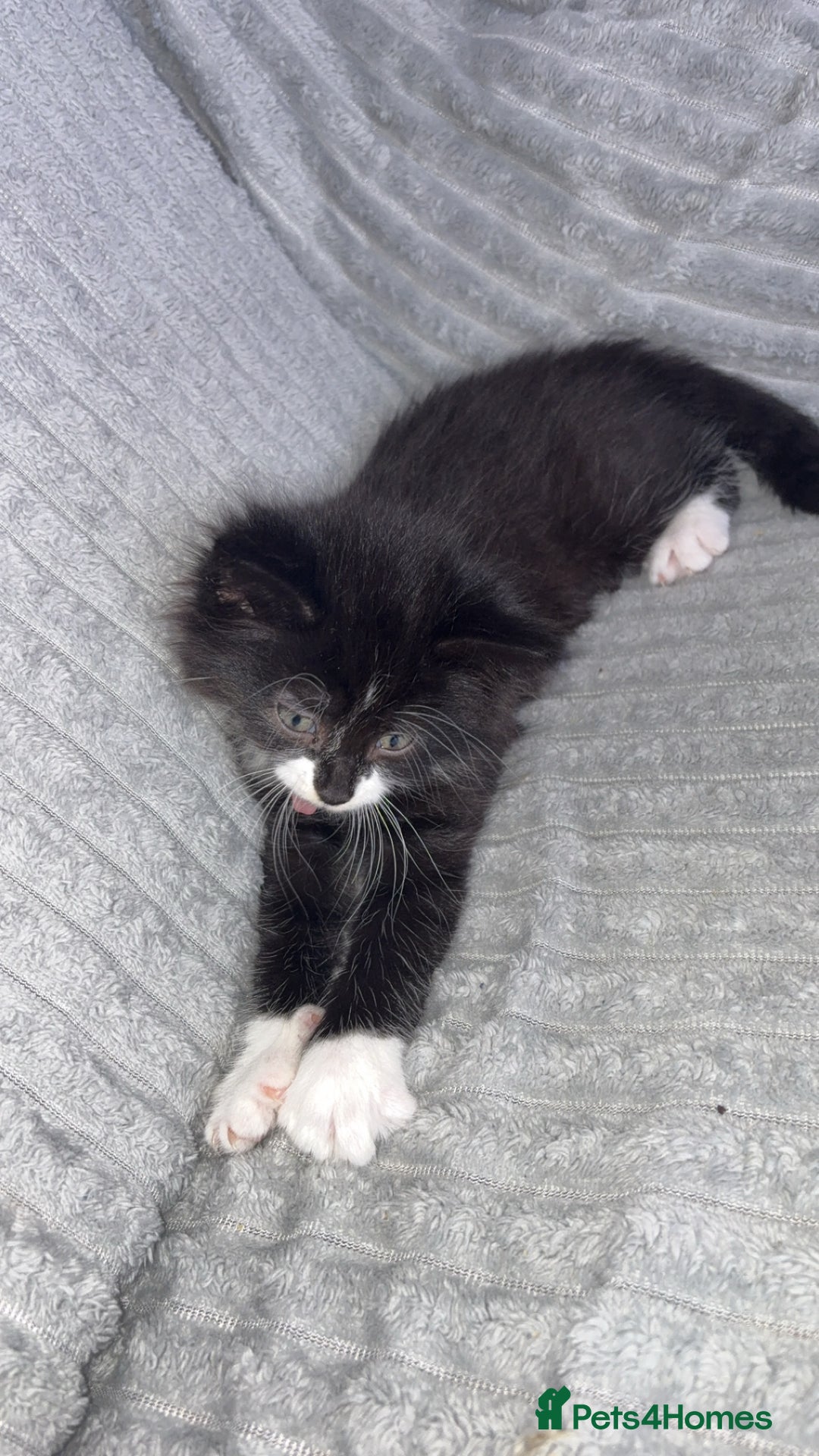 British Longhair cats for sale: Kitten for sale  - Image 7