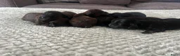Cavapoo dogs for sale: Cavapoo puppies  in Melton Mowbray - Advert 13