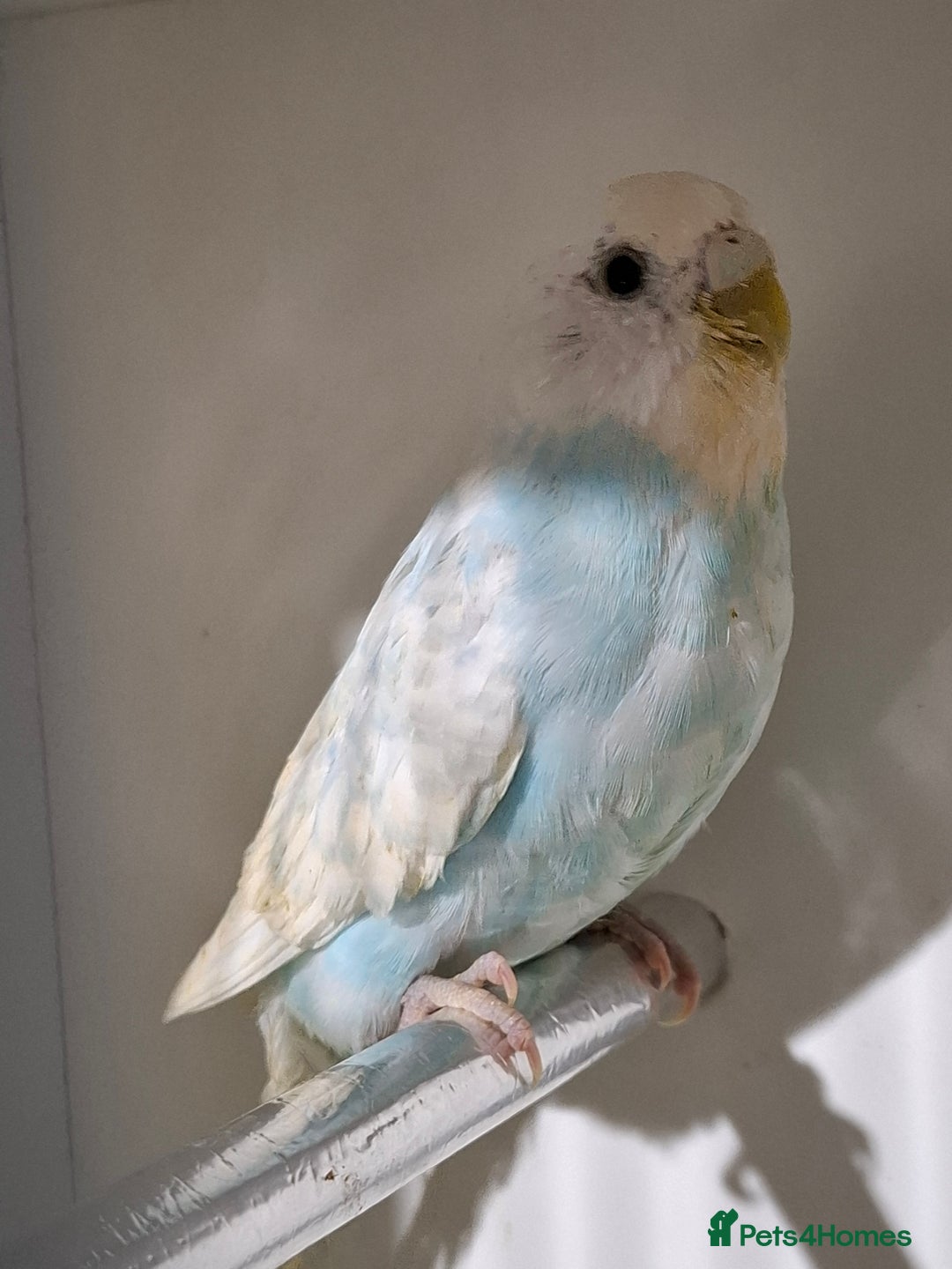 Budgerigars birds for sale: Budgies for sale  - Advert 15