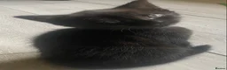Domestic Shorthair cats for sale: Two beautiful black boy kittens - Advert 5