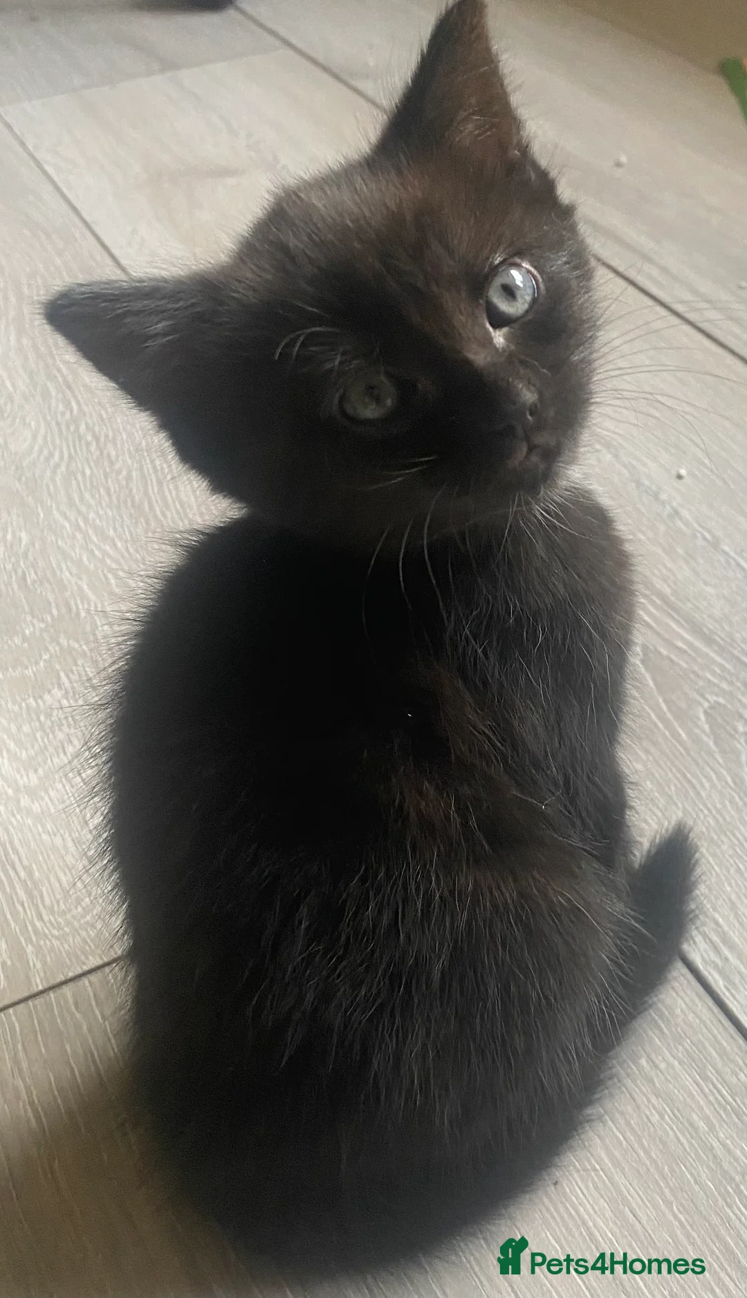 Domestic Shorthair cats for sale: Two beautiful black boy kittens - Advert 5