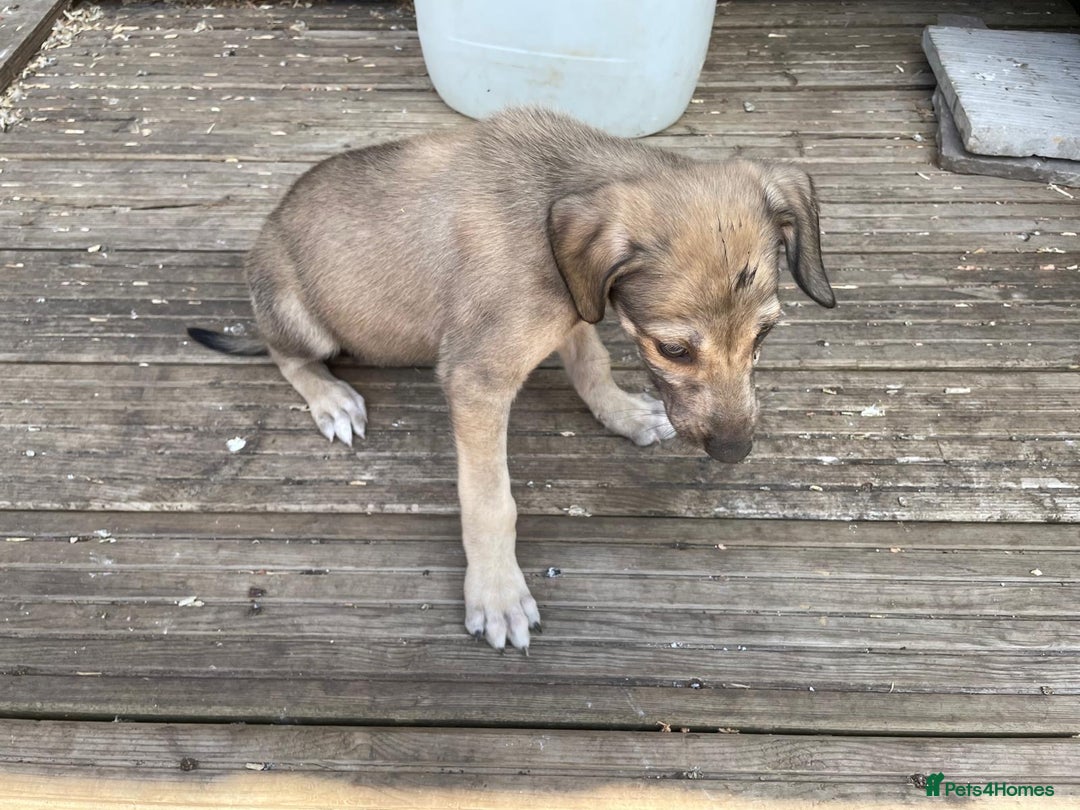 Mixed Breed dogs for sale: 1 boy ready for his forever home - Image 4