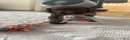 Sprocker dogs for sale: 8 beautiful chocolate and white cocker spaniels  - Advert 8