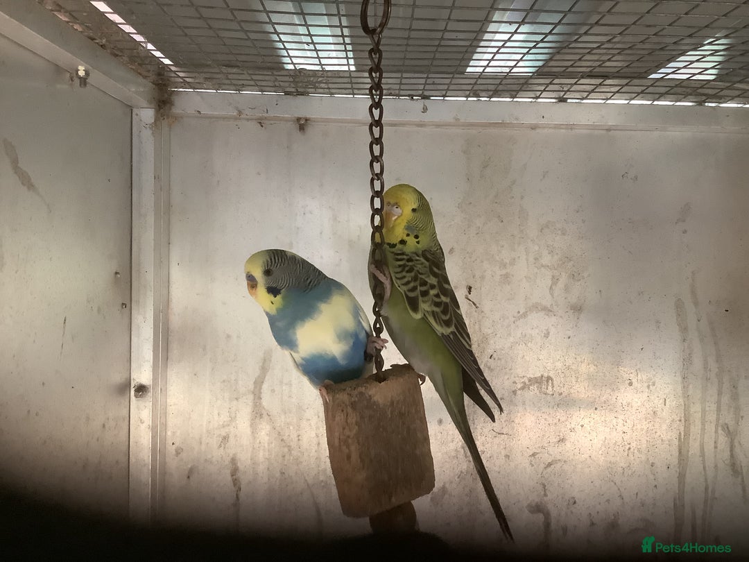 Cockatiels birds for sale: 2025  Cockatiels and Budgies - Image 21