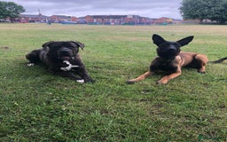 Belgian Shepherd Dog dogs for sale: Belgian Malinois x Dutch - Female 4 Yrs - Image 11