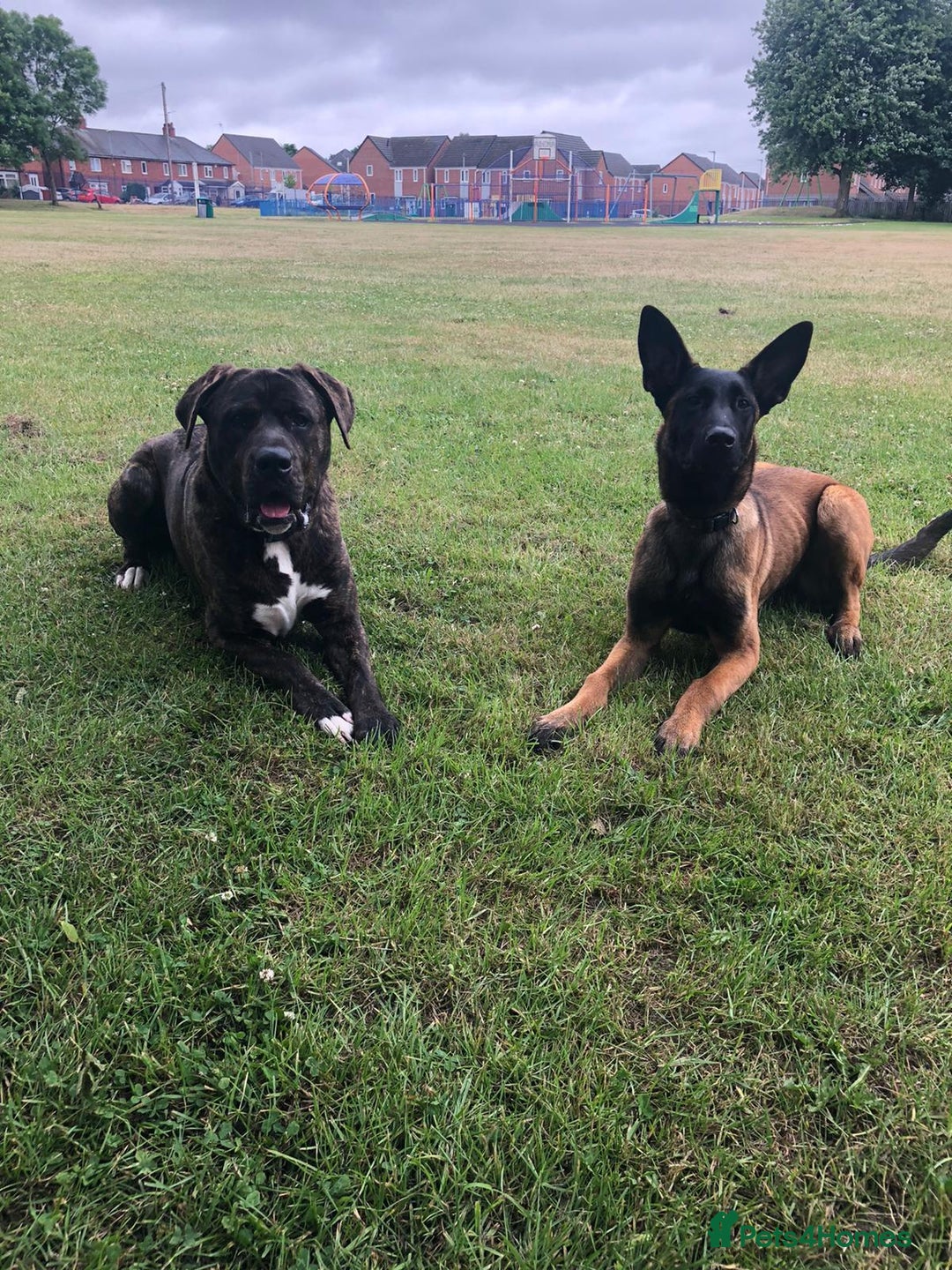Belgian Shepherd Dog dogs for sale: Belgian Malinois x Dutch - Female 4 Yrs - Image 11
