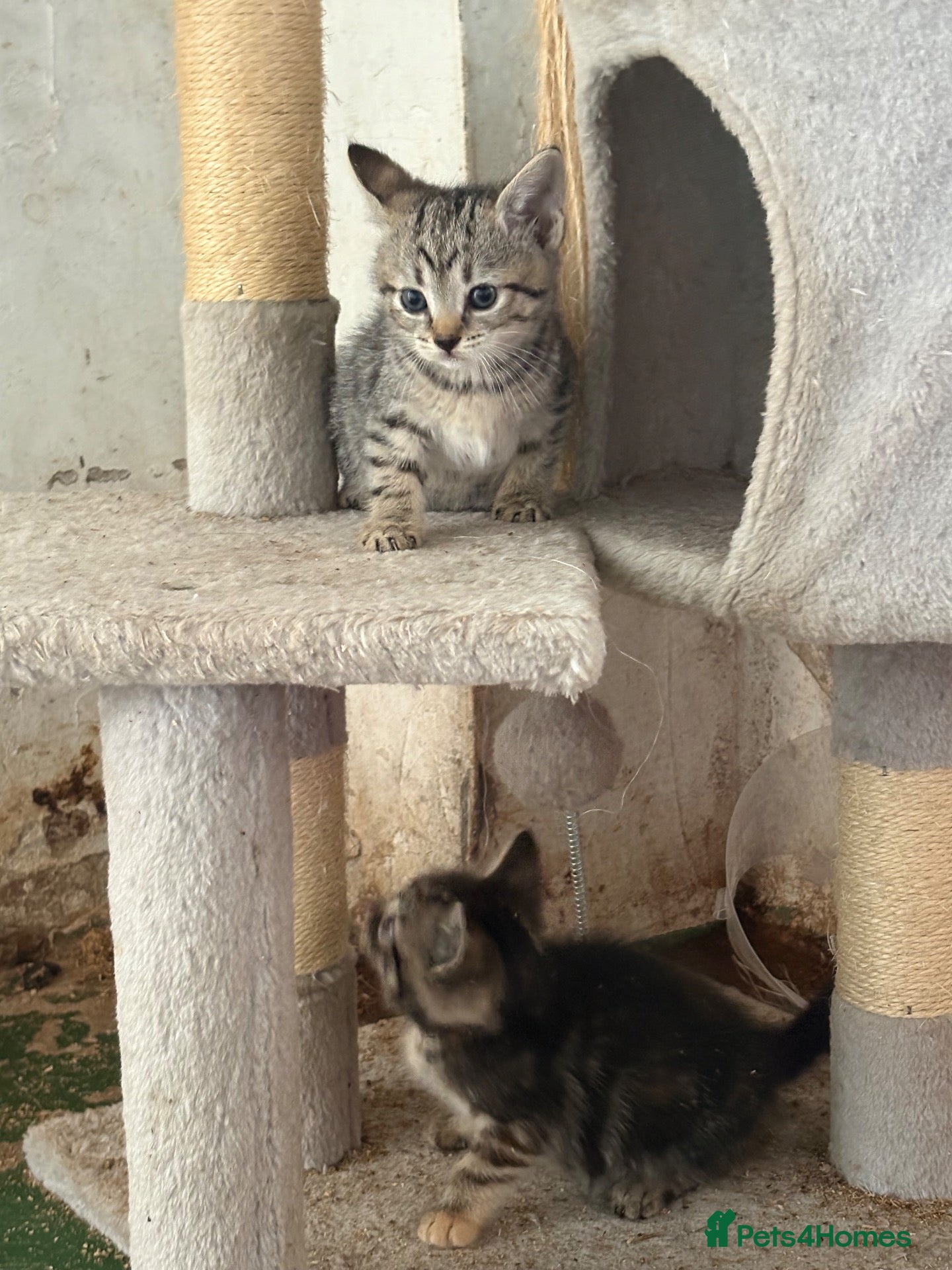 Mixed Breed cats 6 Remaining kittens looking for their forever home - Advert 1