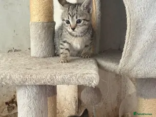Mixed Breed cats 6 kittens looking for their forever home - Advert 1
