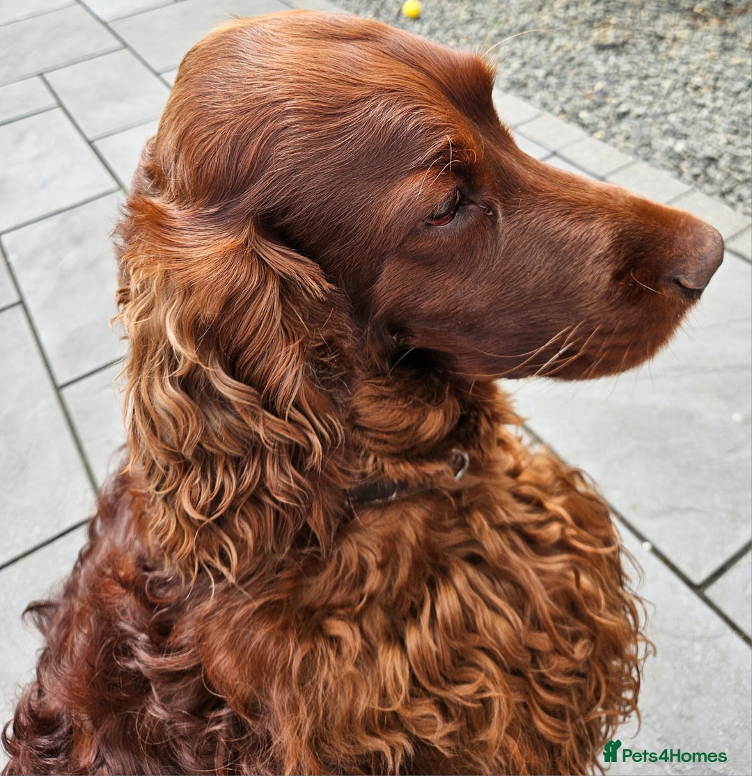 Irish Setter dogs for stud: KC CH line Irish Setter Stud  - Image 4