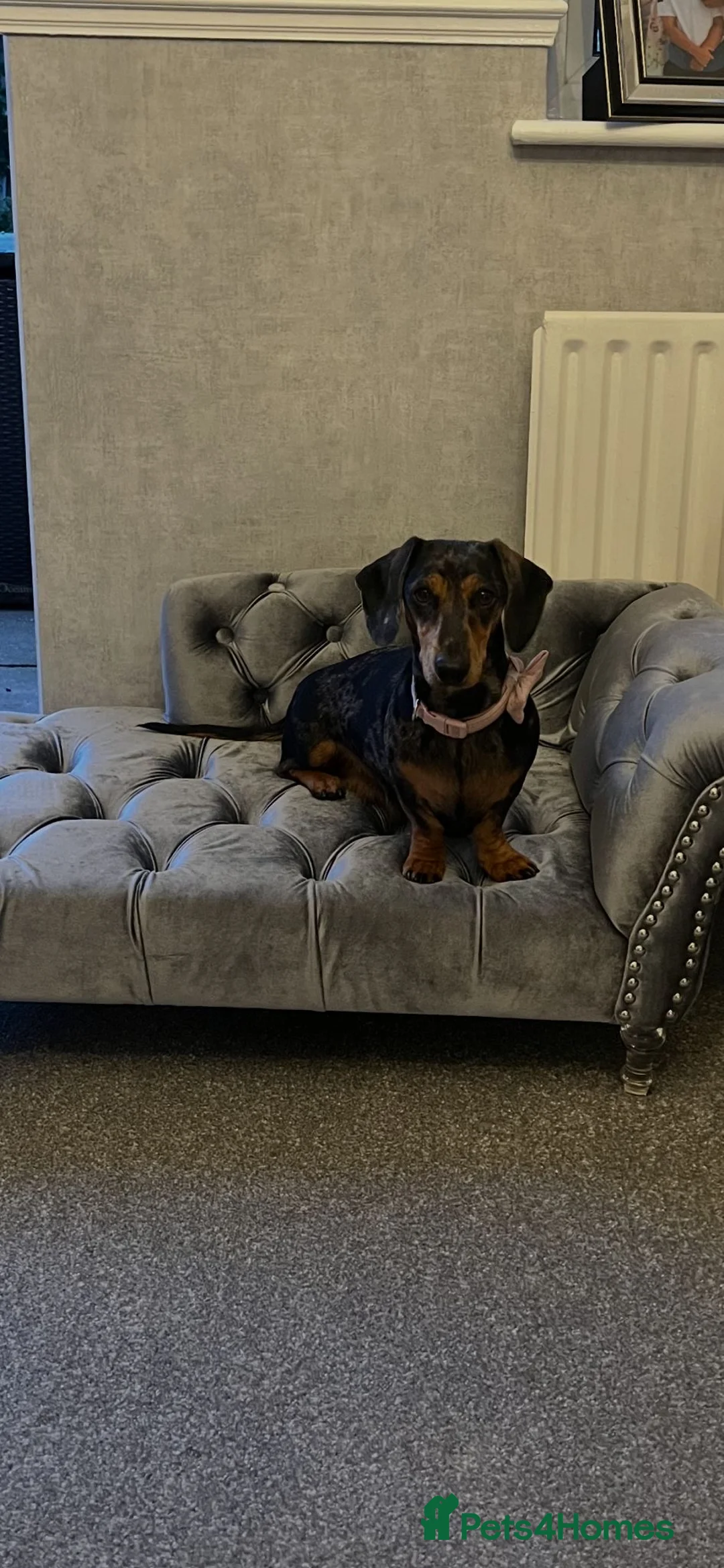 Dachshund dogs for sale: Miniature dachshund puppies for sale - Advert 11