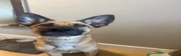 Belgian Shepherd Dog dogs for sale: Belgian mali for sale PLEASE READ!!!! - Advert 7