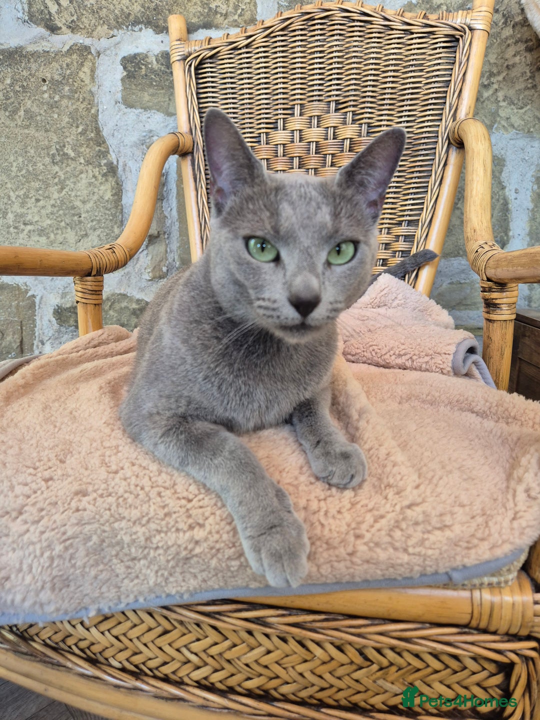 Russian Blue cats for sale: TICA pedigree russian blue adult sisters - Image 2