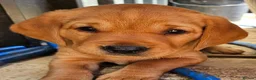 Labrador Retriever dogs for sale: KC REG BEAUTIFUL CHUNKY FOX RED LABRADOR PUPPIES in Wisbech - Advert 10