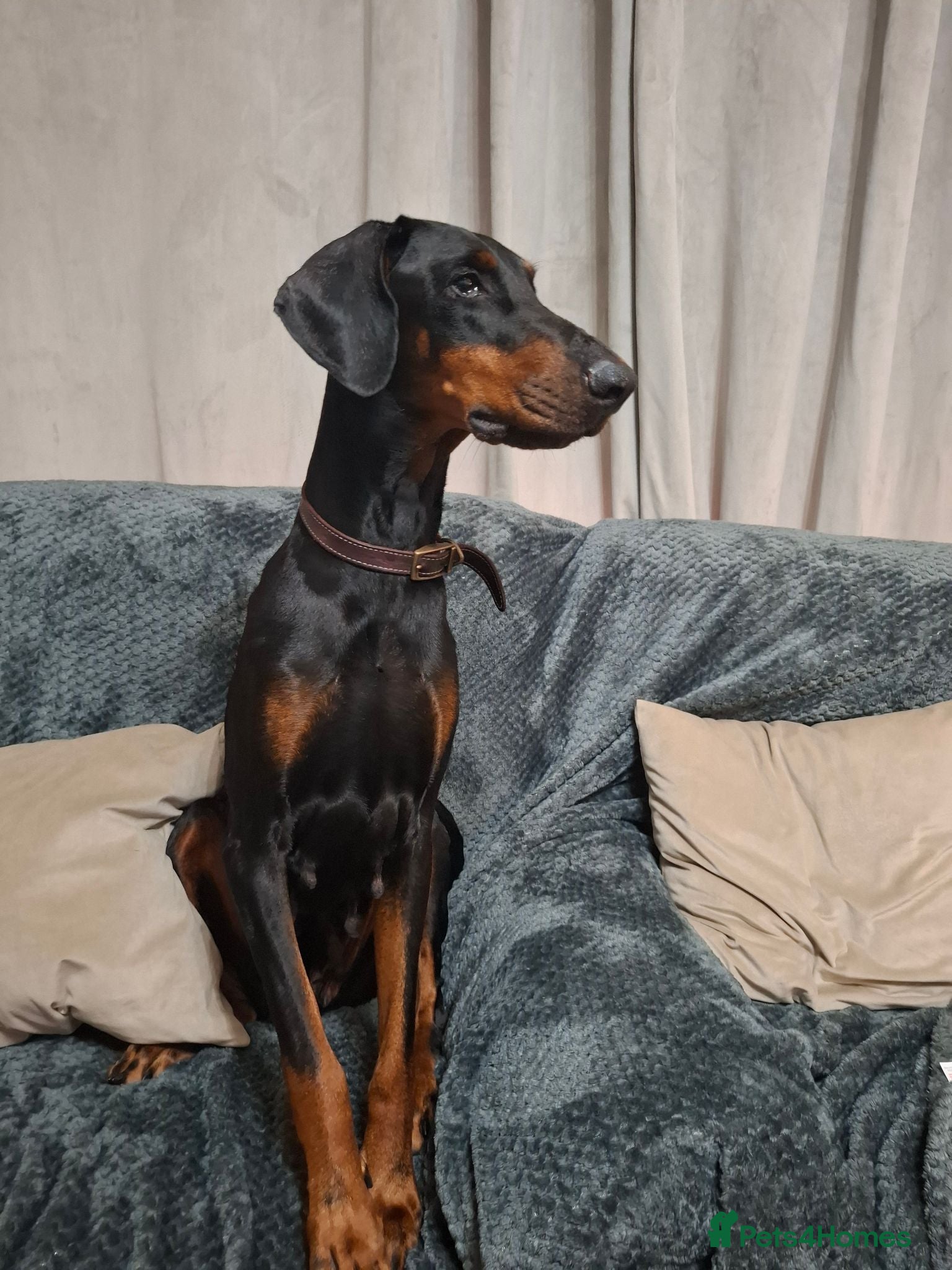 Dobermann dogs  Dobermann pups,Female Ready to leave now. - Advert 1