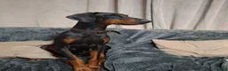 Dobermann dogs for sale:  Dobermann pups,Female Ready to leave now. - Advert 1