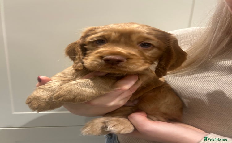 Cocker Spaniel dogs Exceptional KC Reg Working Cocker Spaniel Puppies - Advert 8
