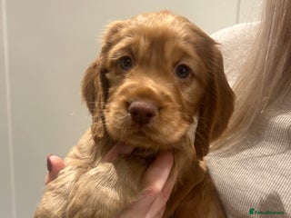 Cocker Spaniel dogs Exceptional KC Reg Working Cocker Spaniel Puppies - Advert 3