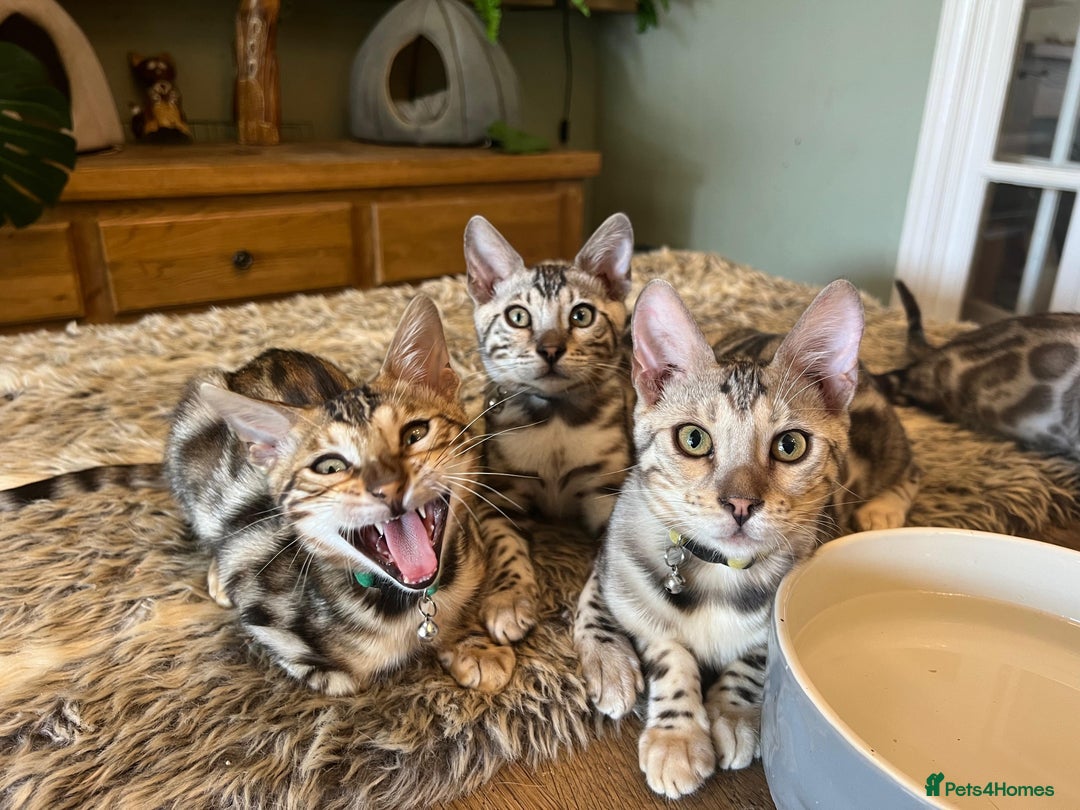 Bengal cats for sale: Beautiful Bengal Kittens Ready for Forever Homes - Image 20
