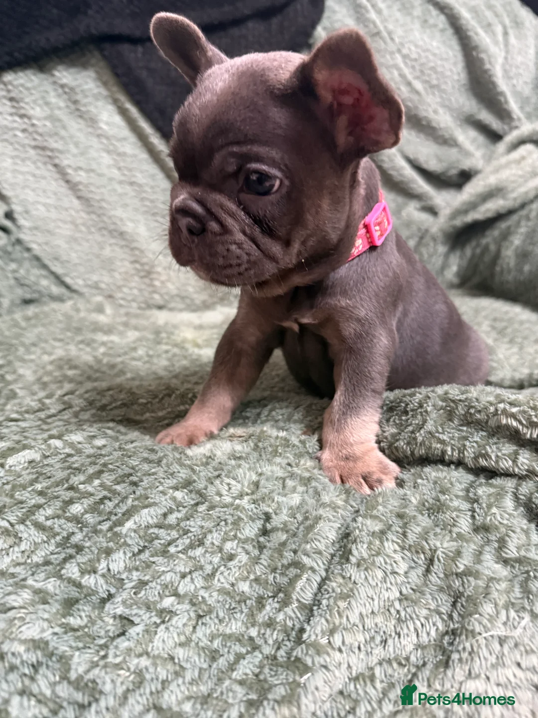 French Bulldog dogs for sale: One girl left.French Bulldog puppies 🐶❤️ KC reg - Advert 11