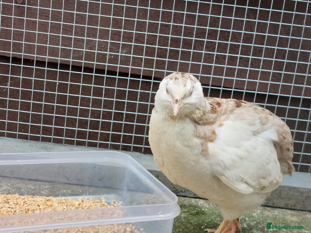 Quail poultry for sale: Male jap quail - Advert 5