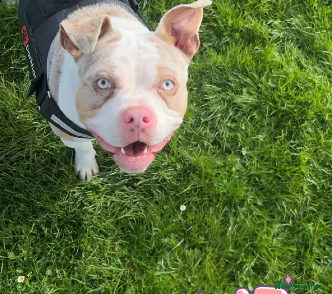 American Bully dogs for sale: 4 beautiful girl bully’s ready to go  - Advert 27