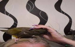 Parrots birds for sale: Patagonian conure - Image 4