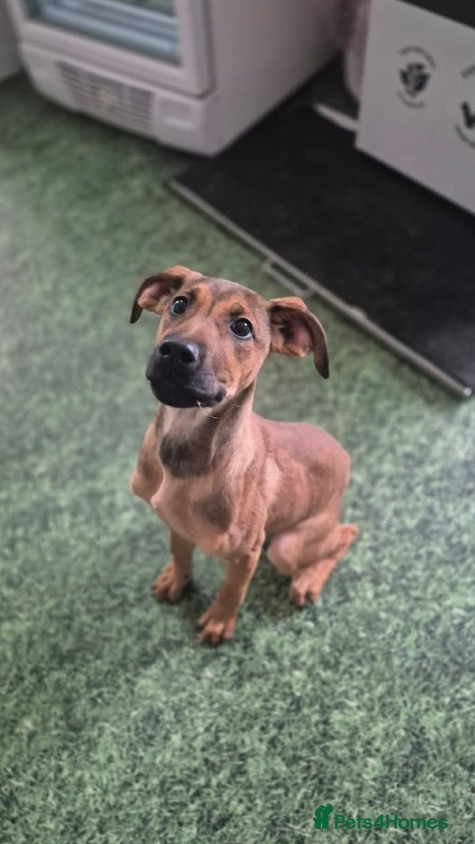 Belgian Shepherd Dog dogs UGG - 5 Months female crossbreed - Advert 3