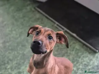 Belgian Shepherd Dog dogs UGG - 5 Months female crossbreed - Advert 3