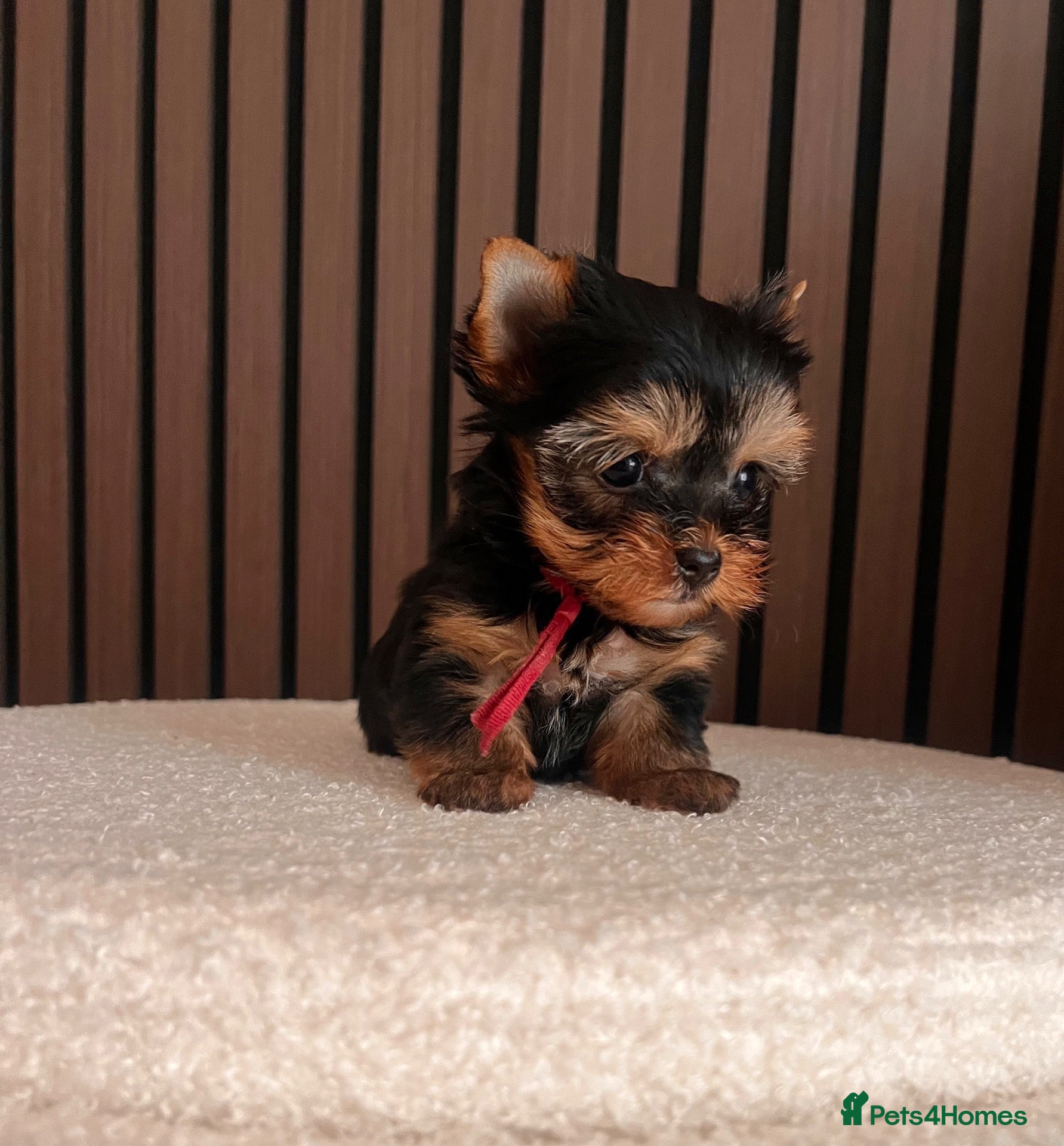 Yorkshire Terrier dogs 🌺 Only one tiny little girl is still available🌺 - Advert 18