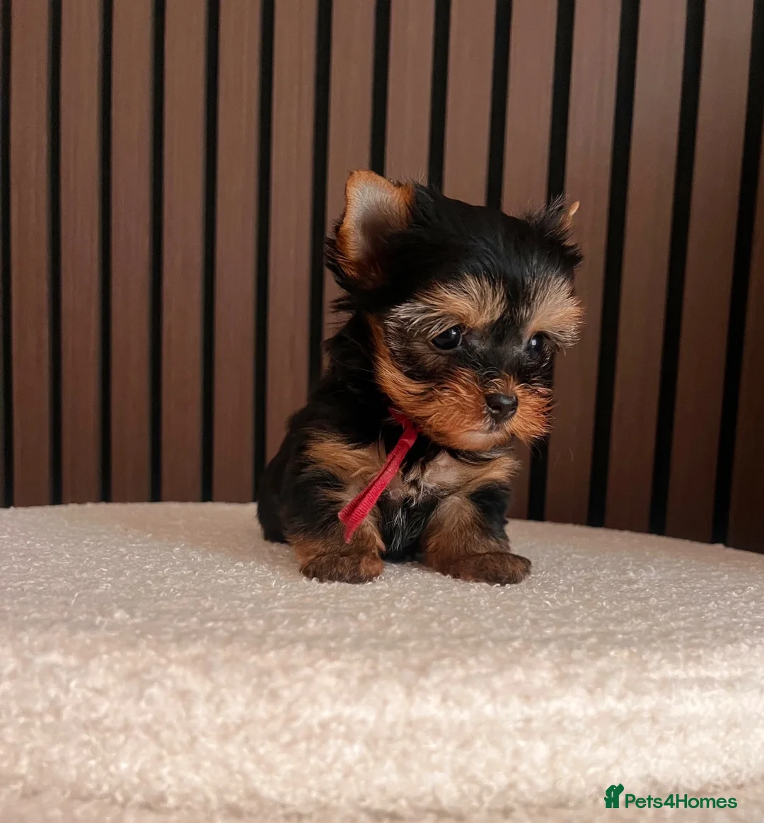 Yorkshire Terrier dogs for sale: 🌺 Only one tiny little girl is still available🌺 - Advert 1