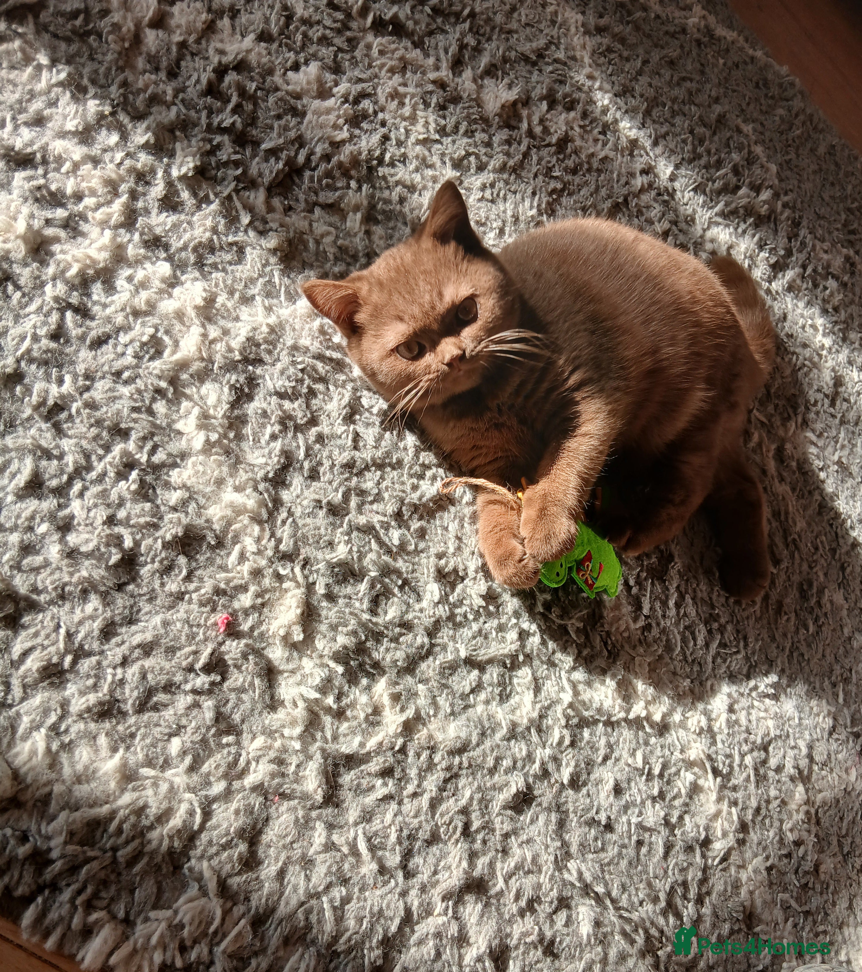 British Shorthair cats Gorgeous cinnamon *will leave castrated* - Advert 6