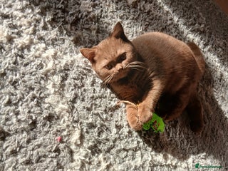 British Shorthair cats Gorgeous cinnamon *will leave castrated* - Advert 16