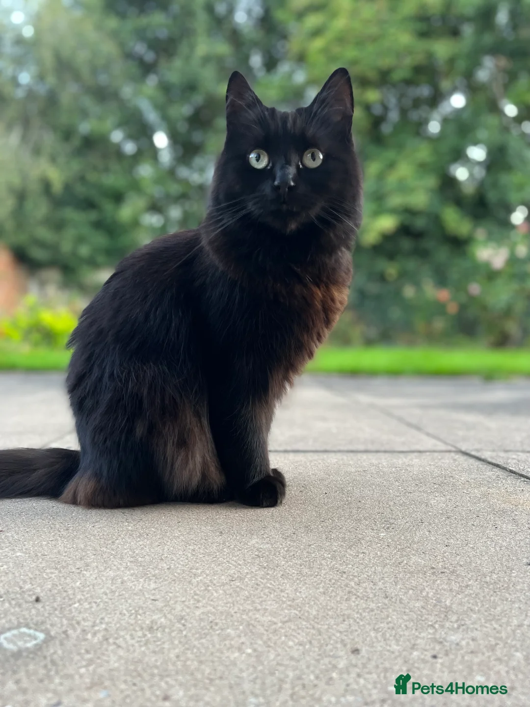 Domestic Shorthair cats for sale: Sweet shy girl looking for a new loving home . - Advert 3