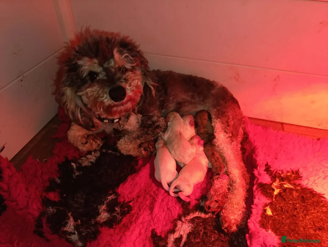 Maltipoo dogs for sale: White plus Merl Maltipoo Puppies  - Advert 4