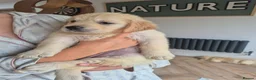 Golden Retriever dogs for sale: KC Registered Puppies - 2 x Girls Available - Advert 5