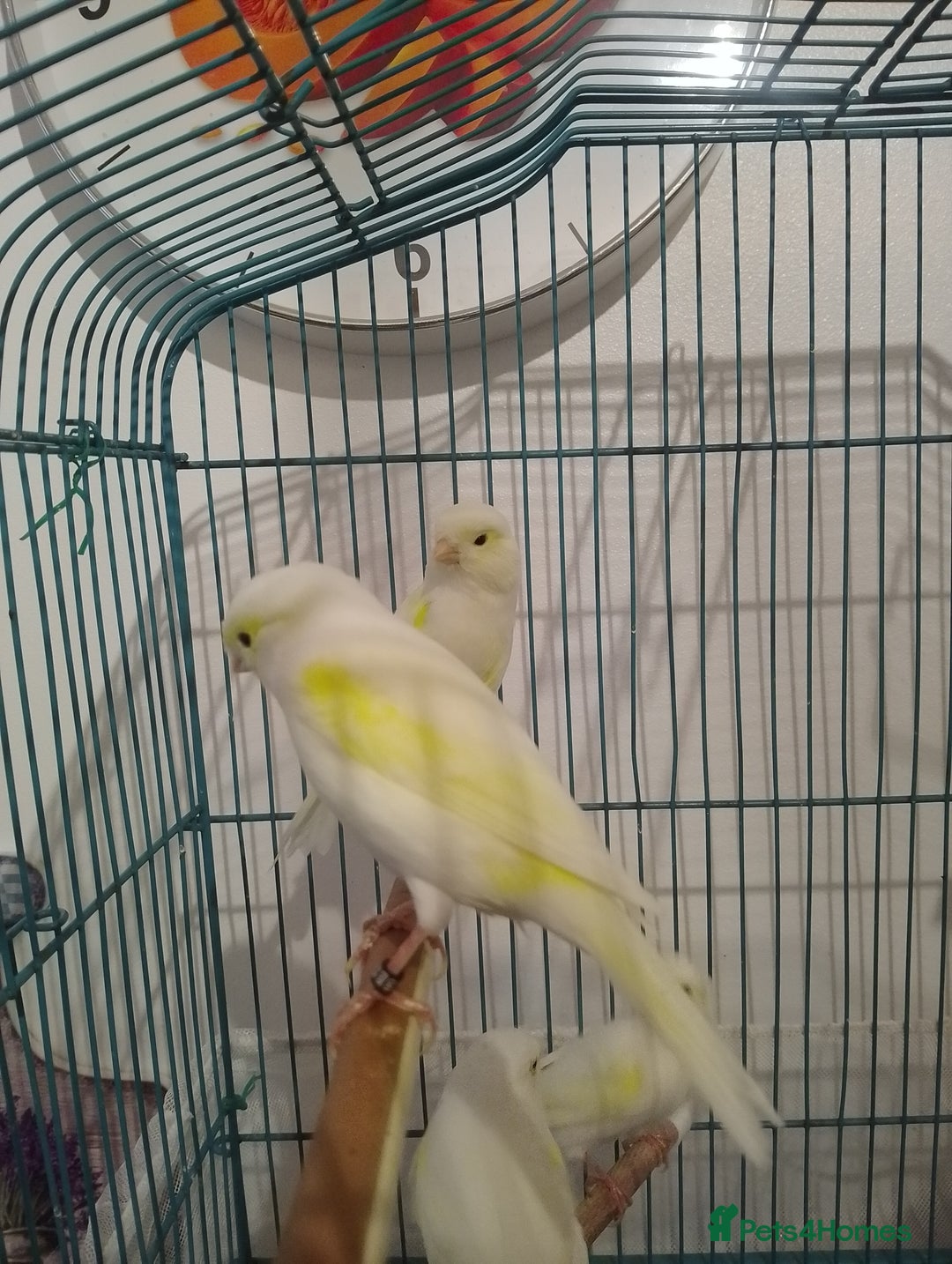 Canaries birds for sale: Yellow mosaic canaries for sale  - Advert 2