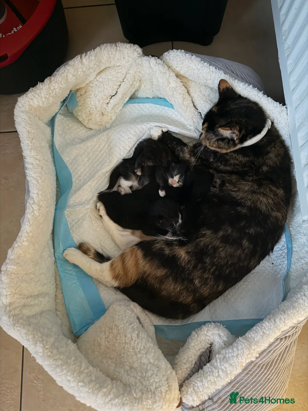 Domestic Shorthair cats for sale: Domestic shorthair  - Advert 1