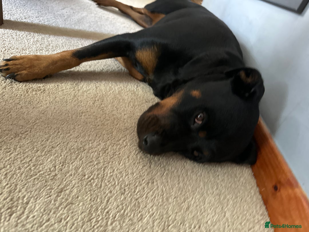 Rottweiler dogs for sale: 3 and a half year old Rottweiler - Image 4