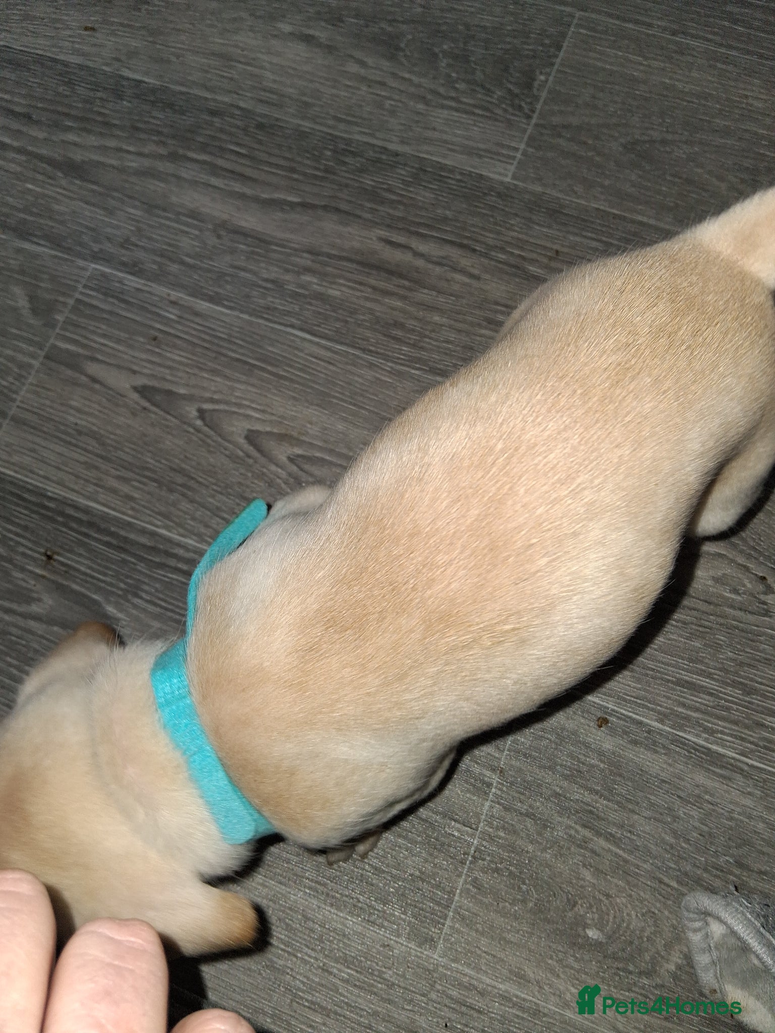 Mixed Breed dogs for sale: Fockers - Advert 3
