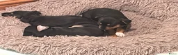 Jack Russell dogs for sale: Female - Advert 3