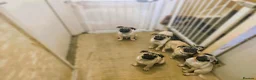 Pug dogs for sale: Lovely pug pups for sale - Advert 4