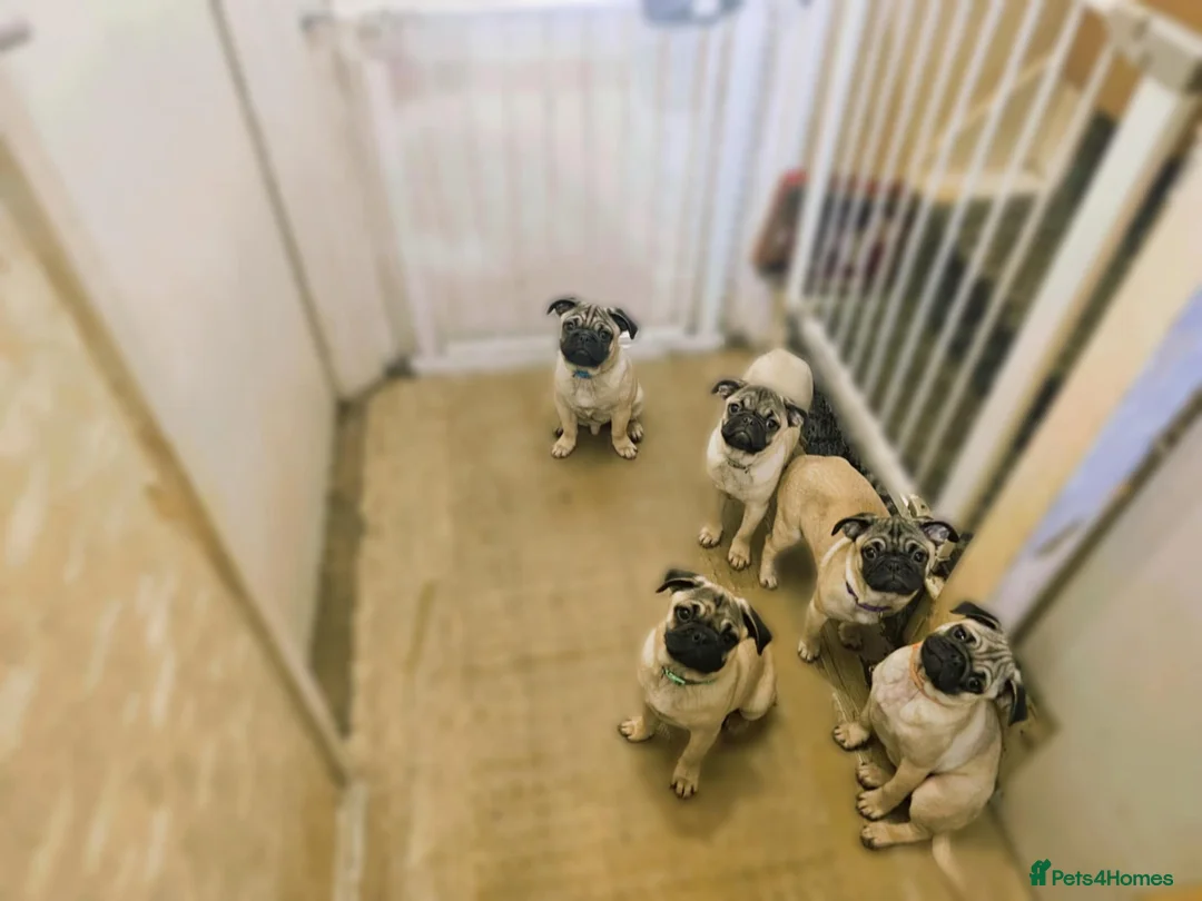 Pug dogs for sale: Lovely pug pups for sale - Advert 4