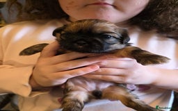 Shih Tzu dogs for sale: Shihtzu puppies - Image 3