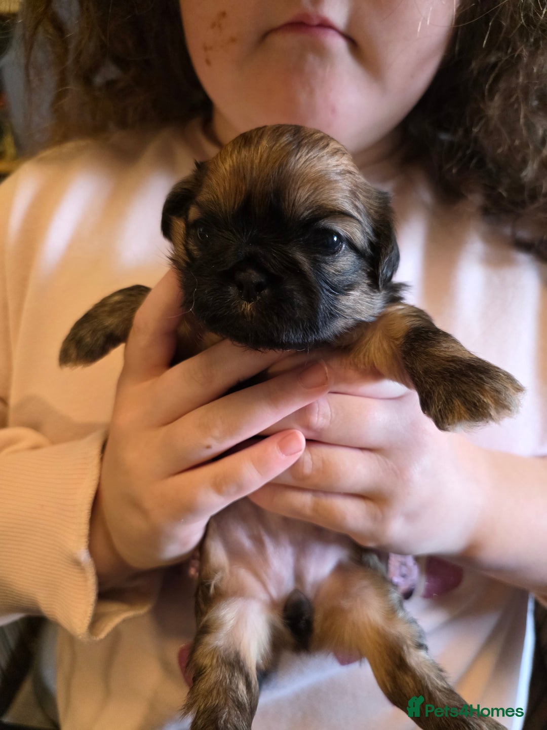 Shih Tzu dogs for sale: Shihtzu puppies - Image 3