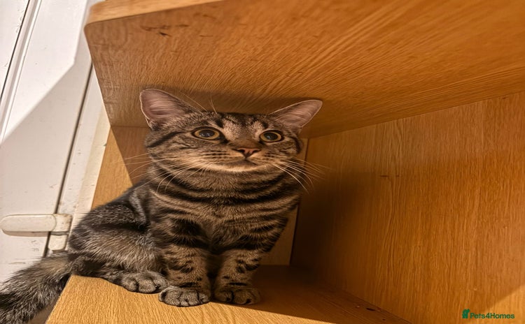 Mixed Breed cats - Advert 3