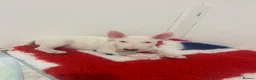 English Bull Terrier dogs for sale: 1 pure white male outstanding pedigree  - Advert 9