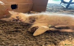 Ragdoll cats for sale: Ragdoll Kittens one girl one boy READY NOW  - Image 5